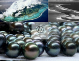 Lily Treacy 10-11mm Tahitian pearl ear studs earrings Gold and Diamonds Tia Earrings